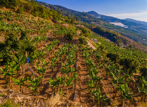 Israeli Expertise Strengthens Caribbean Agriculture