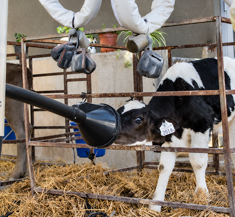 Fortifying the Future of Israel’s Dairy Sector