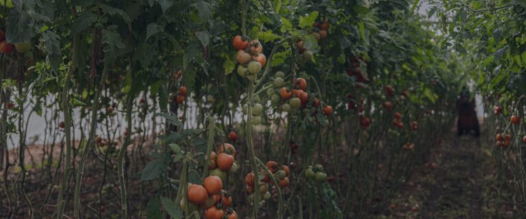 Greenhouse Innovation Phase I Report