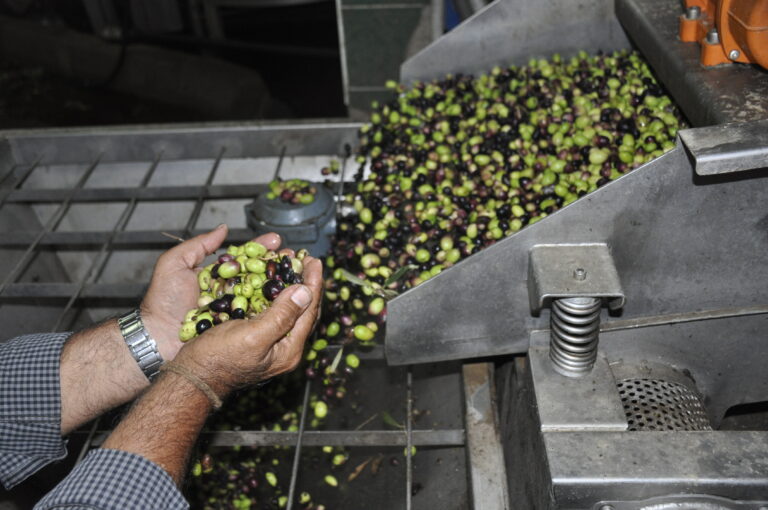 Extending an Olive Branch Across the Region
