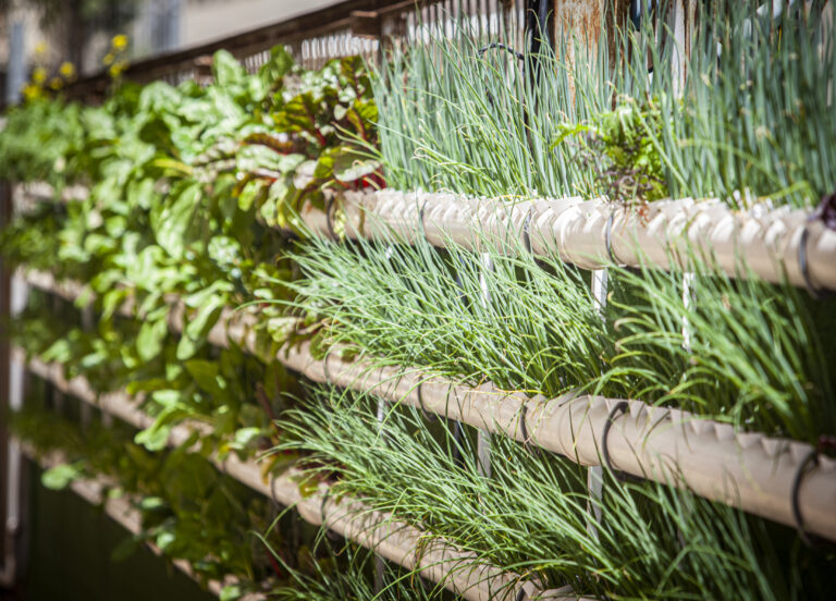 Nutrition Security through Hydroponics